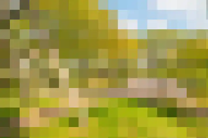 Galjoen 5 Diemen thumbnail 56