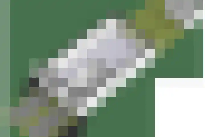 Galjoen 5 Diemen thumbnail 60