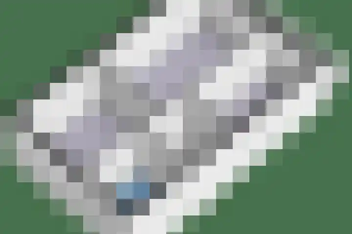 Galjoen 5 Diemen thumbnail 64