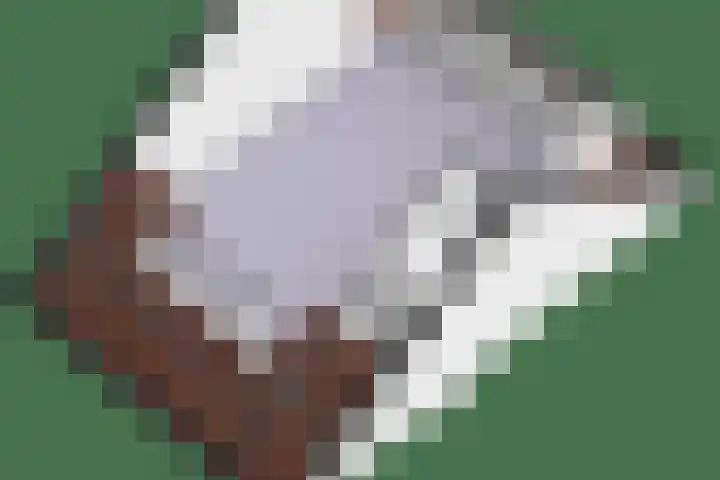 Galjoen 5 Diemen thumbnail 66