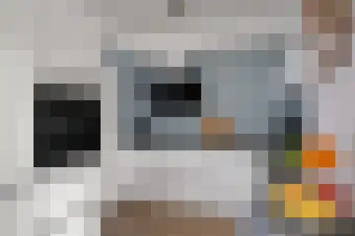 Galjoen 9 Franeker thumbnail 7