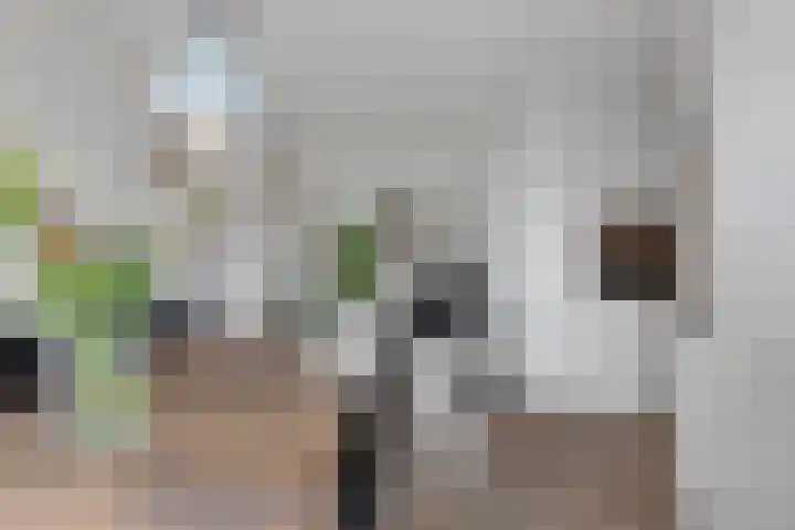 Galjoen 9 Franeker thumbnail 9