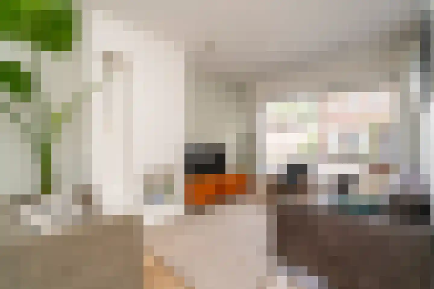 Galjoenstraat 112 Tilburg thumbnail 9