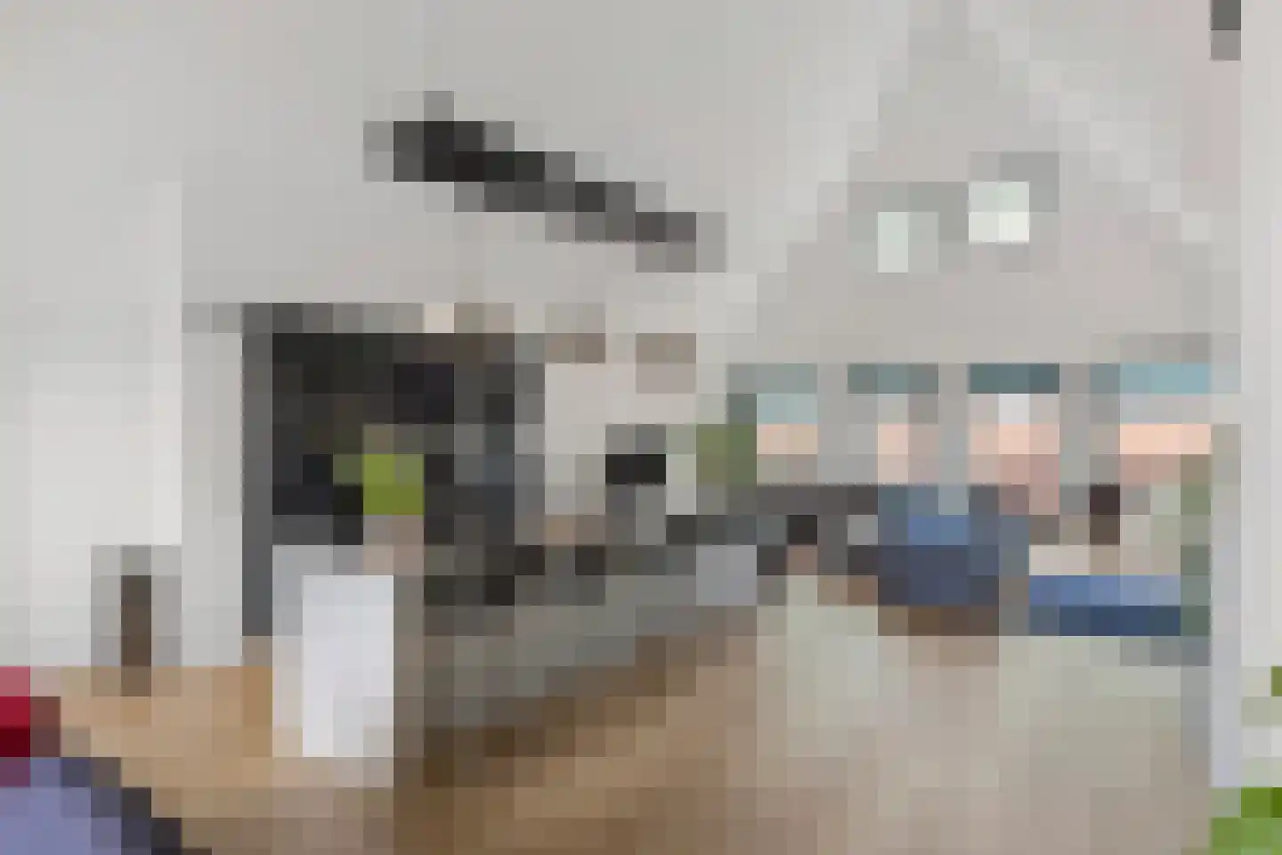 Galop 1 Nootdorp thumbnail 4