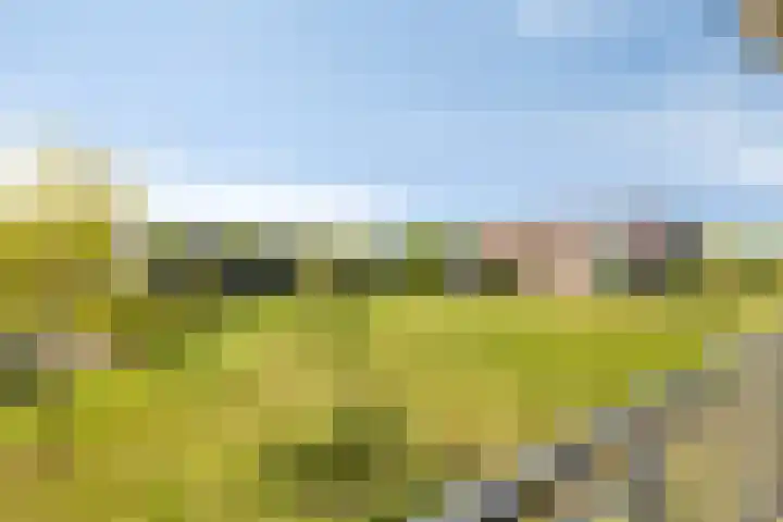 Gamander 6 Heinkenszand thumbnail 28