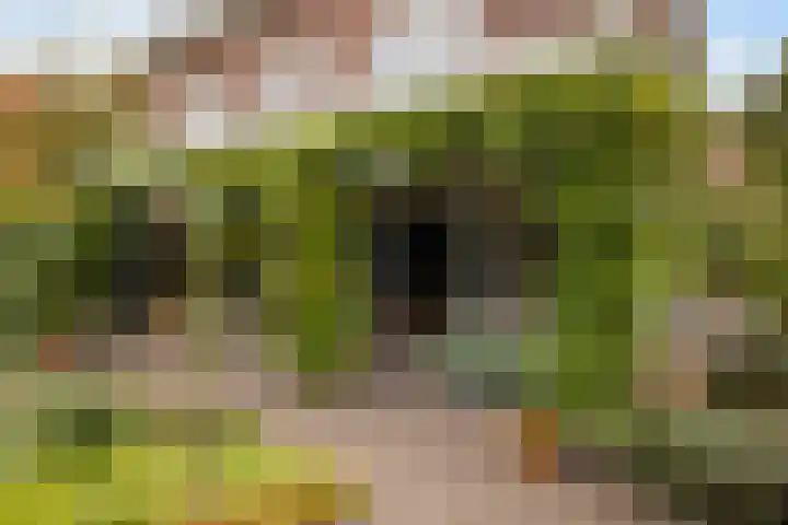 Gandhilaan 2 Amersfoort thumbnail 19