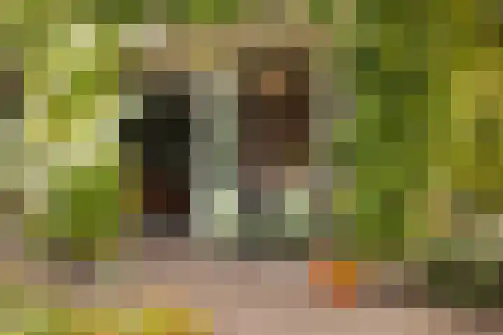 Gandhilaan 2 Amersfoort thumbnail 20