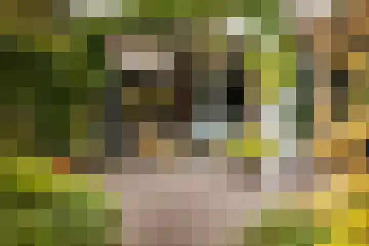 Gandhilaan 2 Amersfoort thumbnail 22