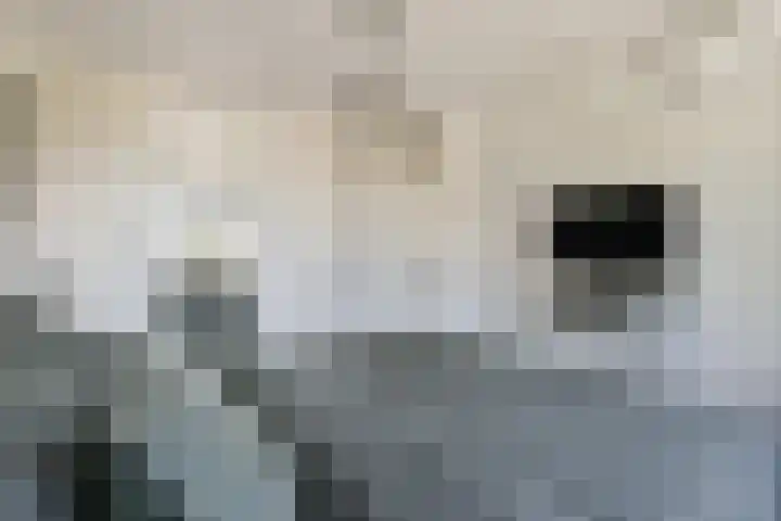 Gandhiweg 52 Gouda thumbnail 14