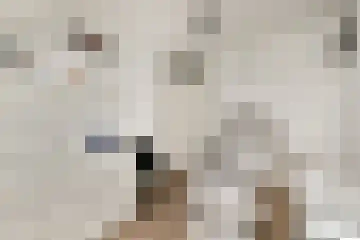 Gandhiweg 52 Gouda thumbnail 20