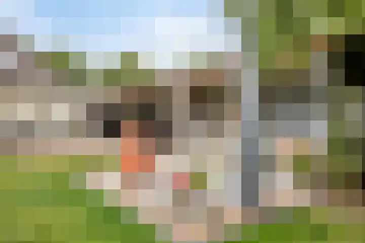 Ganker 104 a Nibbixwoud thumbnail 61
