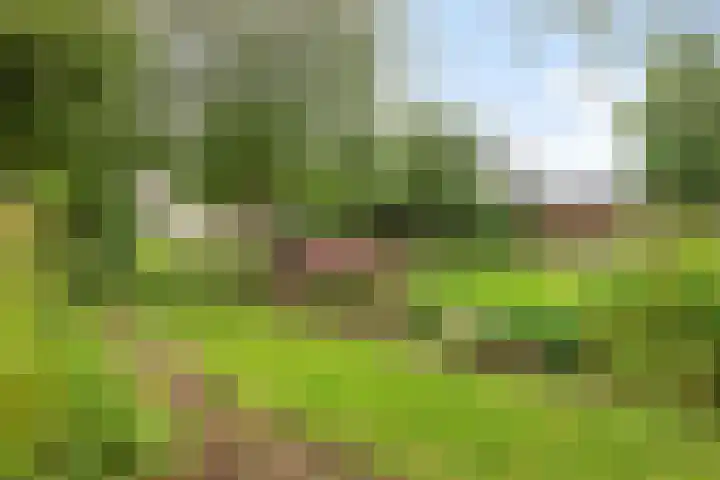 Ganker 104 a Nibbixwoud thumbnail 71