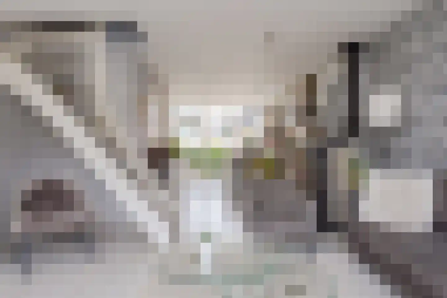 Ganker 96 A Nibbixwoud thumbnail 9