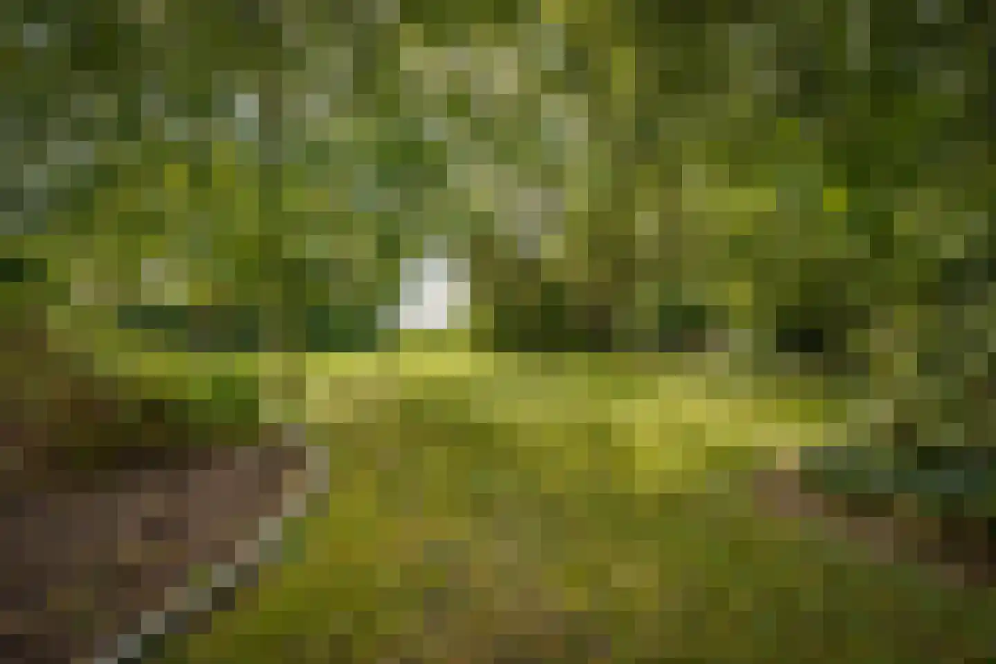 Gansoyen 39 Drongelen thumbnail 61