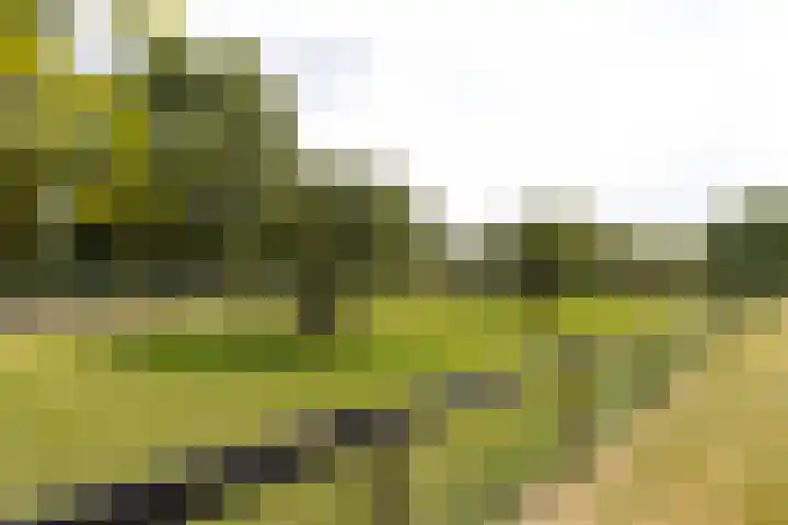 Gansoyen 49 Drongelen thumbnail 38