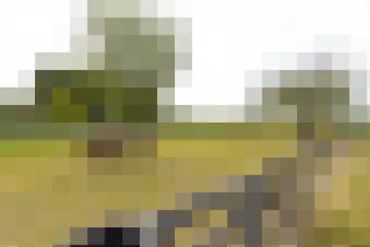 Gansoyen 49 Drongelen thumbnail 40