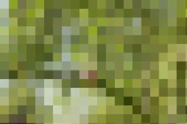 Gansoyen 5 a Drongelen thumbnail 50