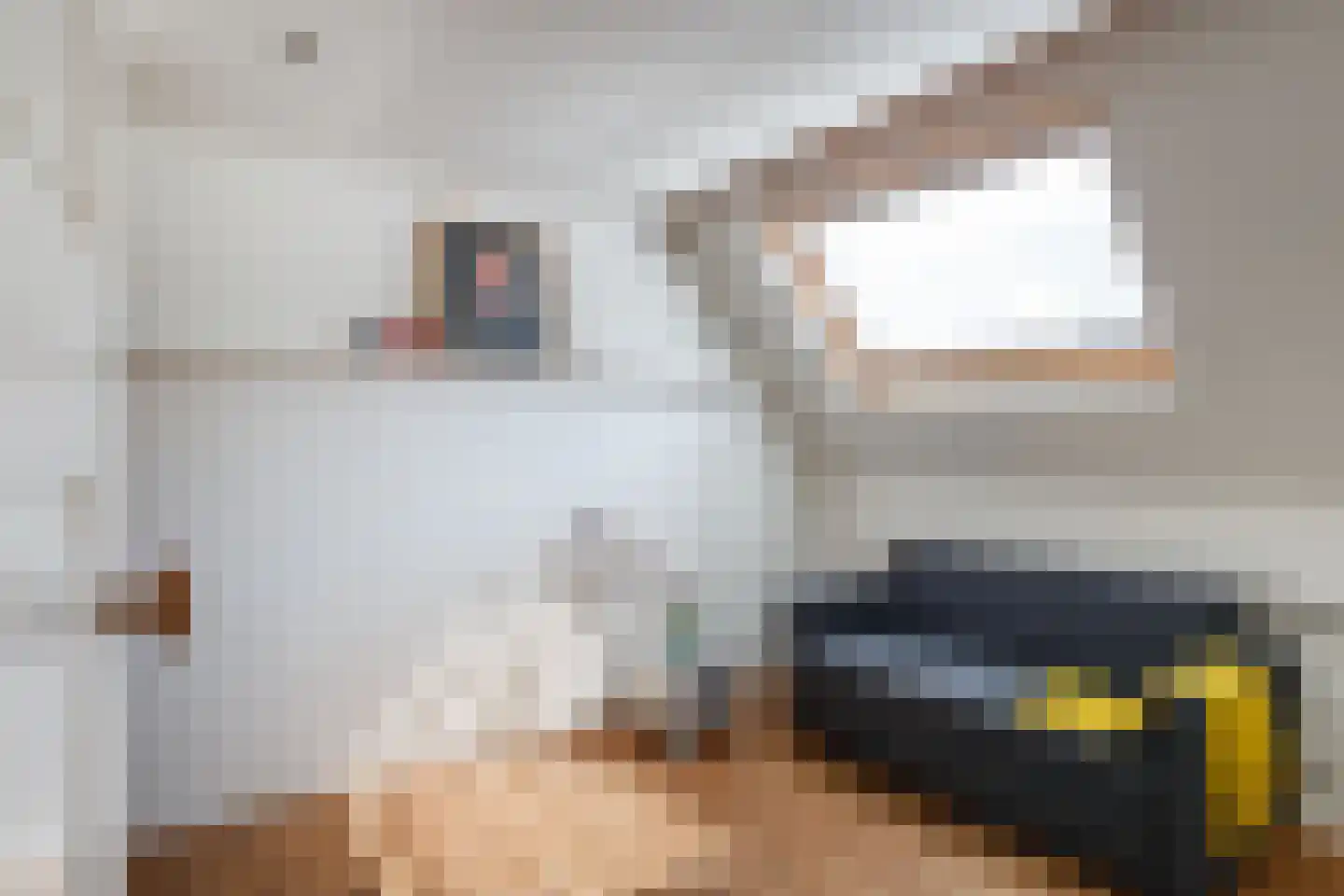 Gansstraat 93 Utrecht thumbnail 20