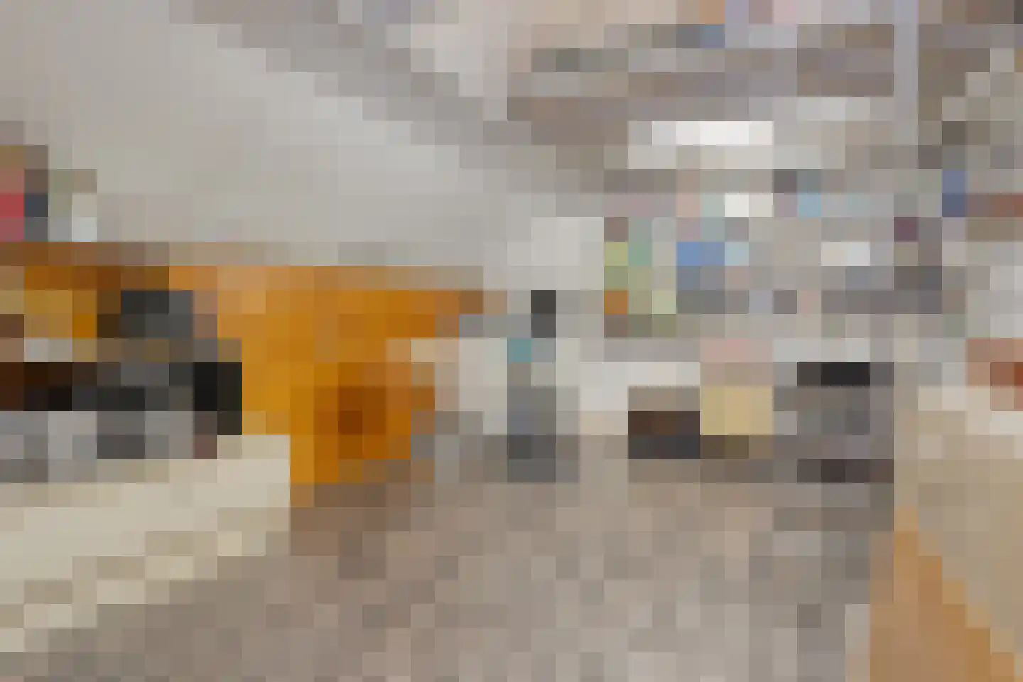 Ganzebloem 11 Hardenberg thumbnail 29