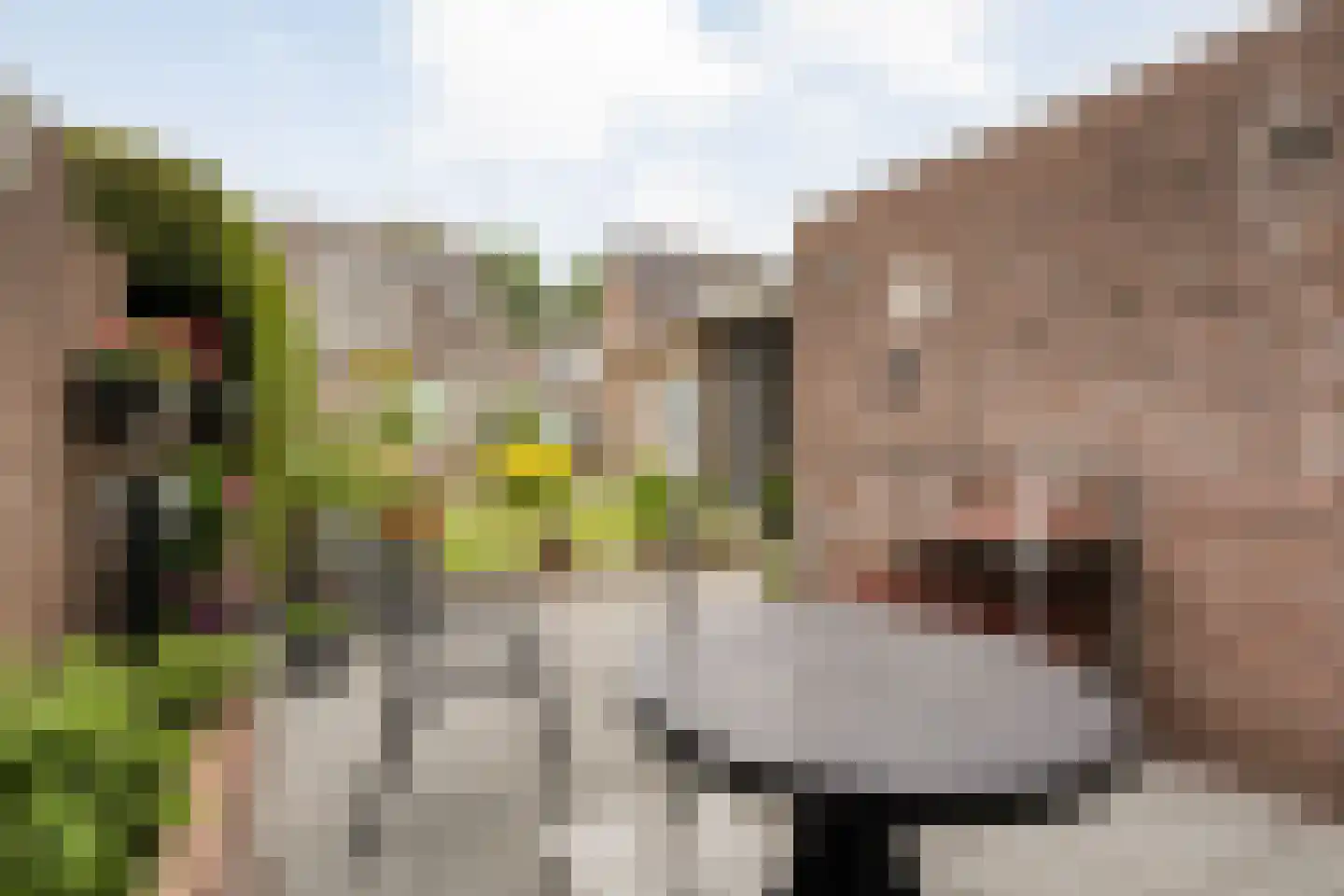 Ganzebloem 11 Hardenberg thumbnail 32