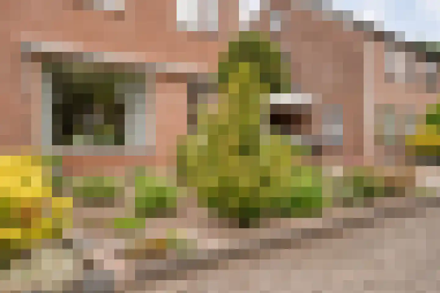Ganzebloem 11 Hardenberg thumbnail 5