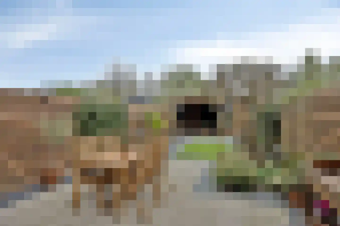 Ganzebloem 11 Kampen thumbnail 36