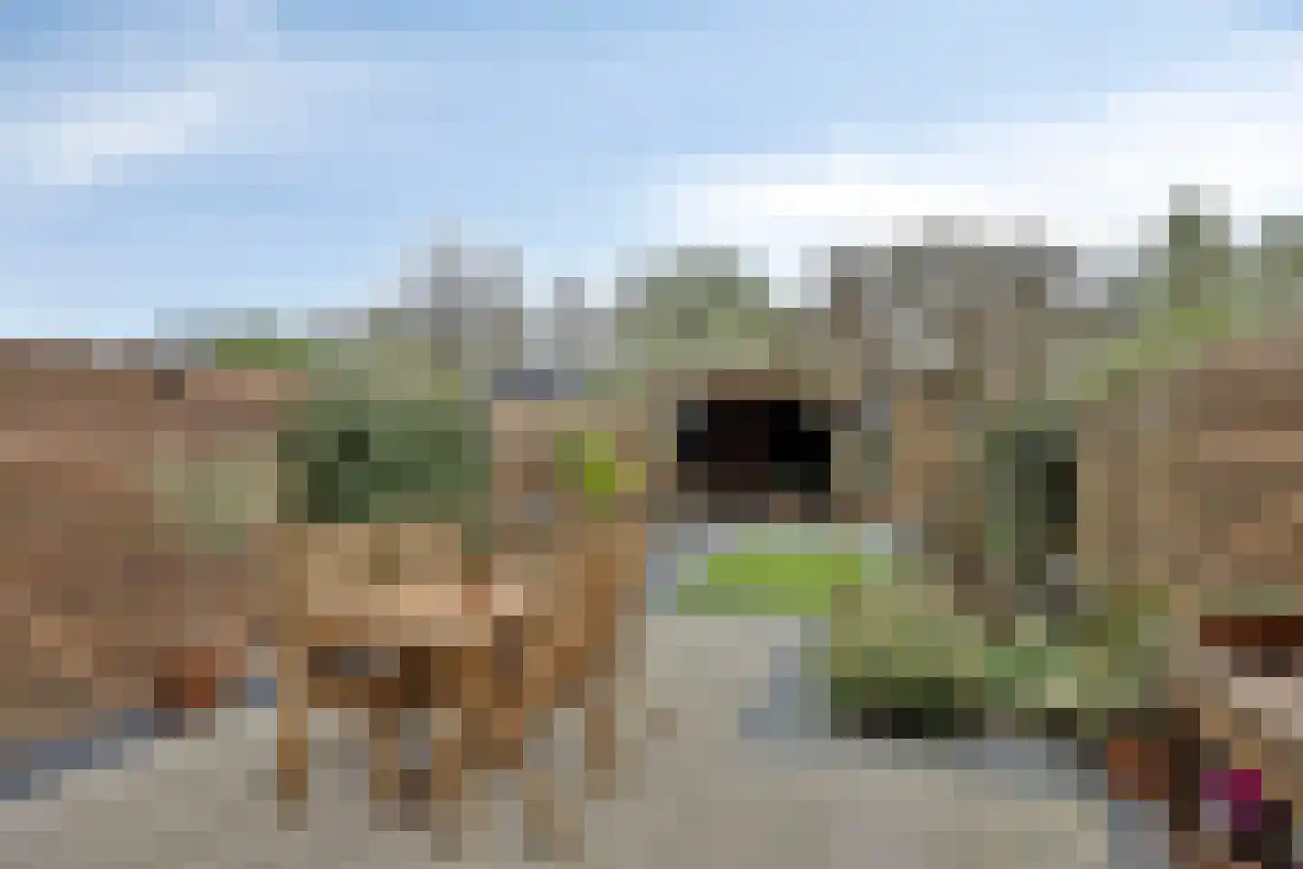 Ganzebloem 11 Kampen thumbnail 4
