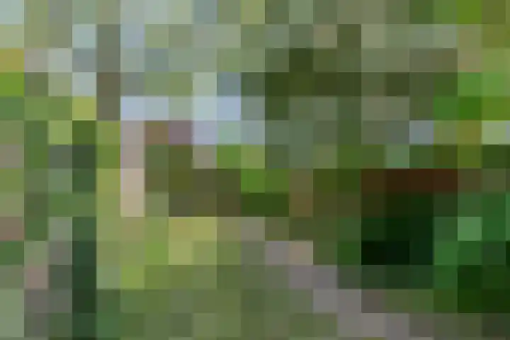 Ganzebloem 2 Culemborg thumbnail 30