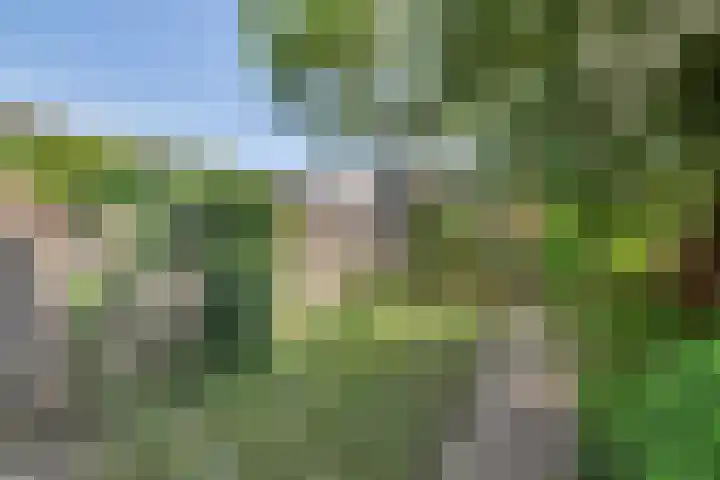Ganzebloem 2 Culemborg thumbnail 31