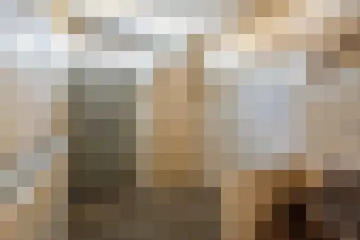 Ganzebloem 2 Culemborg thumbnail 6
