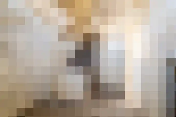 Ganzebloem 2 Culemborg thumbnail 7
