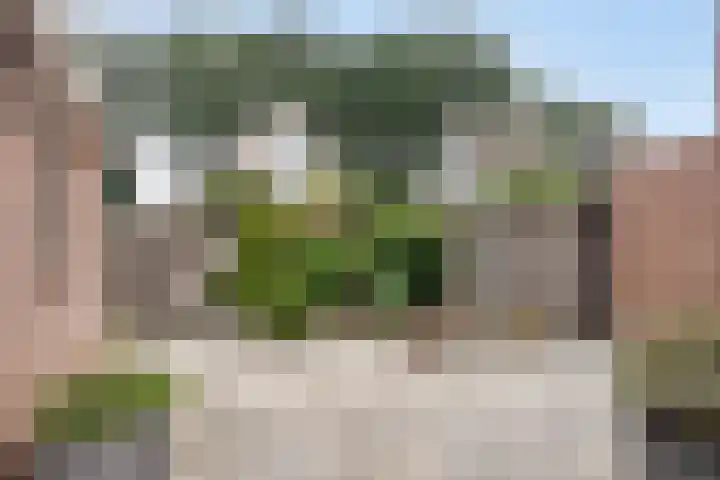 Ganzebloem 21 Hardenberg thumbnail 28