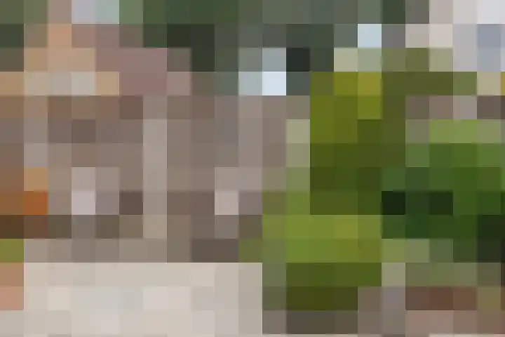 Ganzebloem 21 Hardenberg thumbnail 29