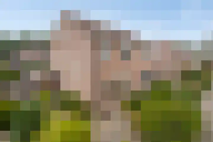 Ganzebloem 21 Hardenberg thumbnail 32