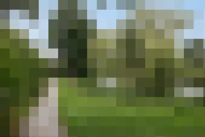 Ganzebloem 21 Hardenberg thumbnail 35