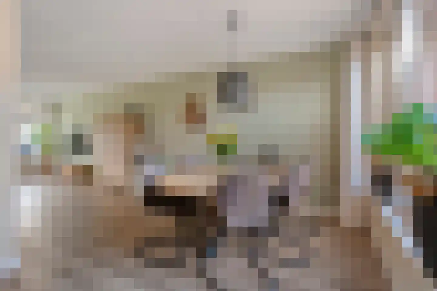 Ganzebloem 26 Hardenberg thumbnail 15