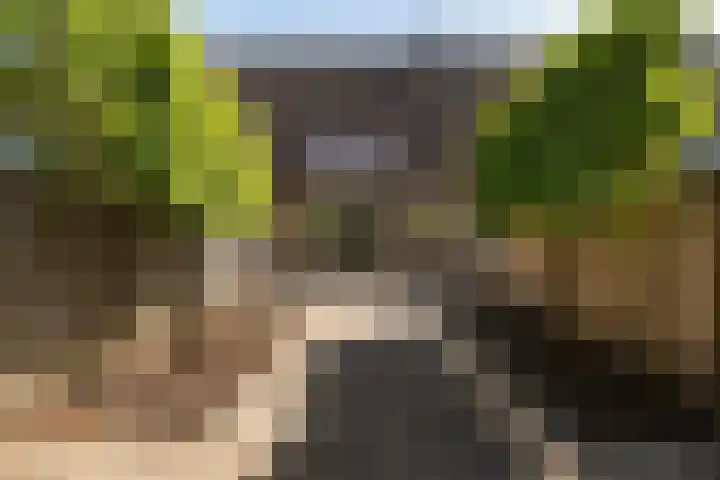 Ganzebloem 49 Kampen thumbnail 17