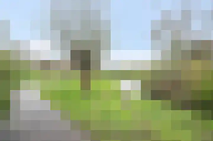 Ganzebloem 69 Kampen thumbnail 34