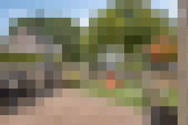 Ganzebloem 95 Kampen thumbnail 52