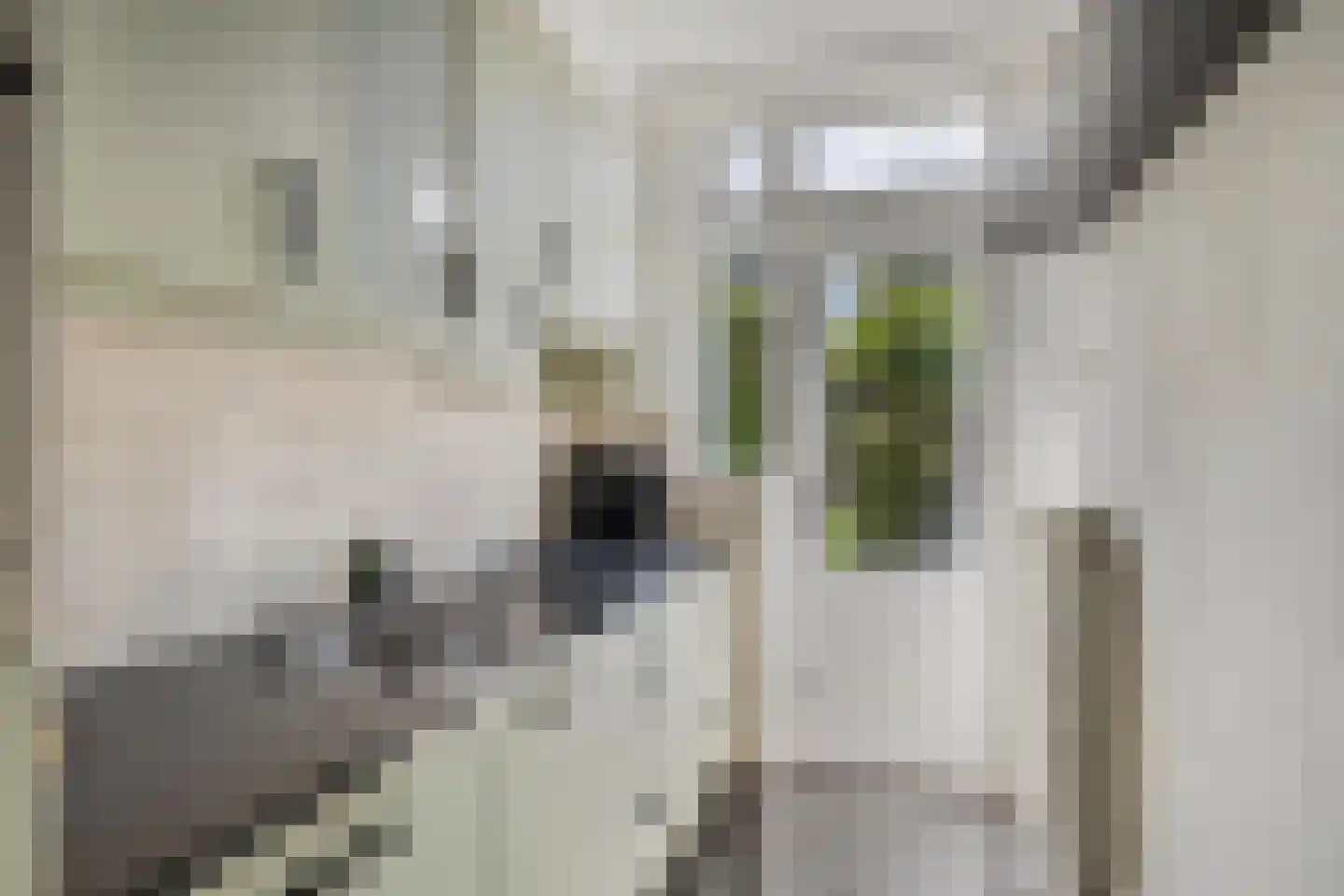 Ganzebloemstraat 34 Eindhoven thumbnail 20