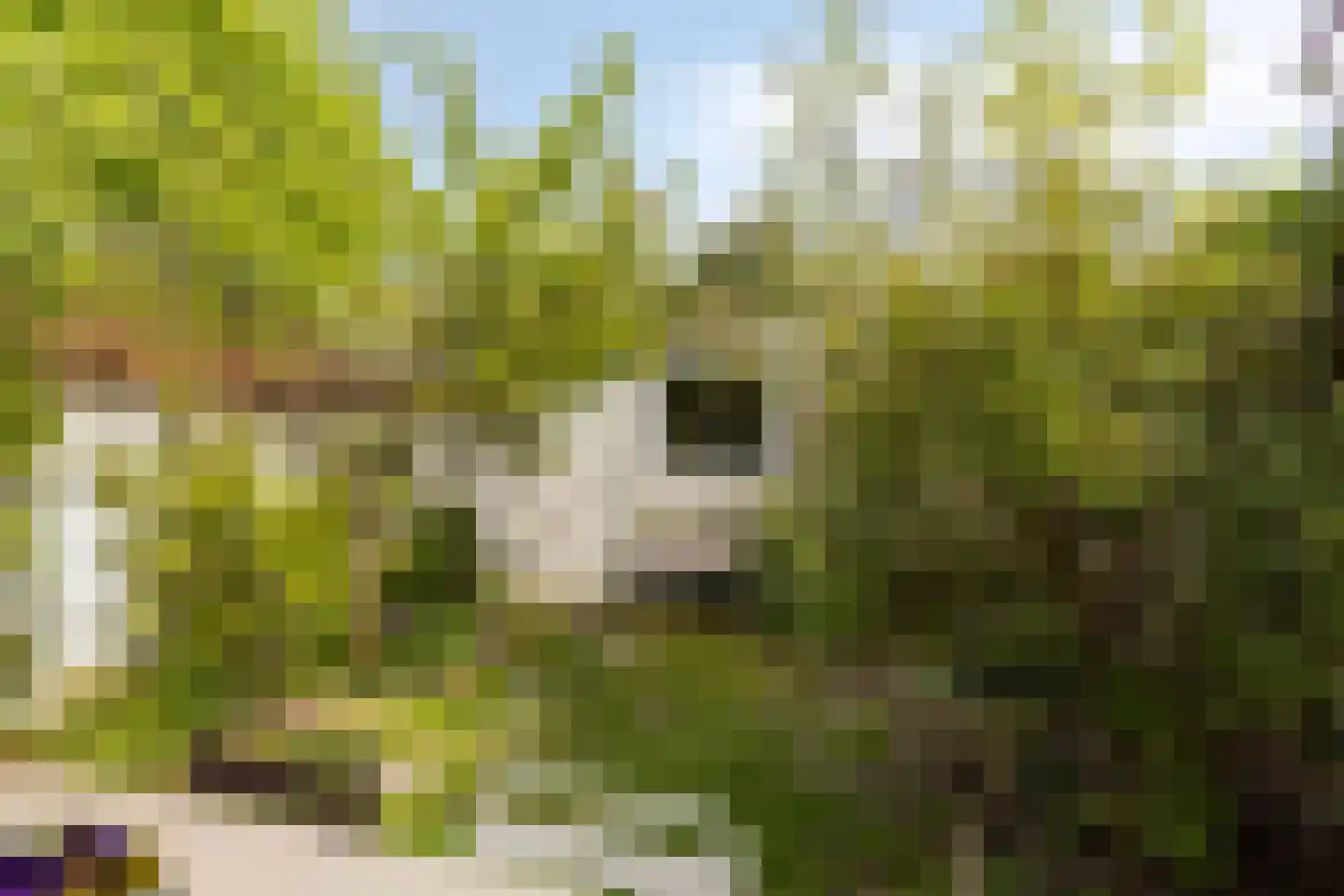 Ganzebloemstraat 45 Eindhoven thumbnail 43