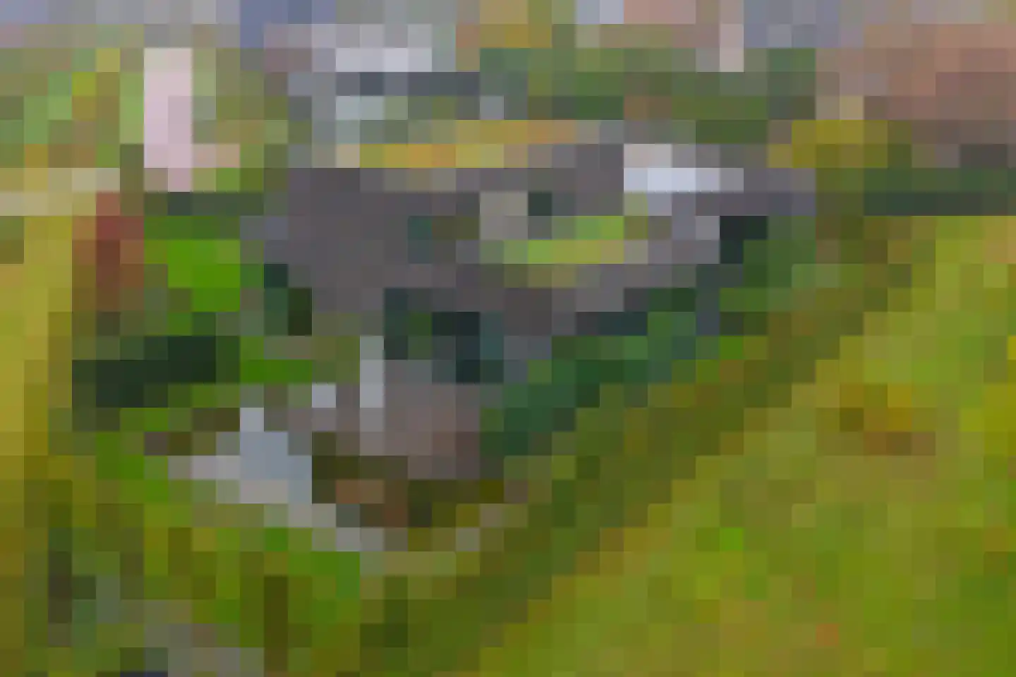Ganzeboomsland 16 Twello thumbnail 4