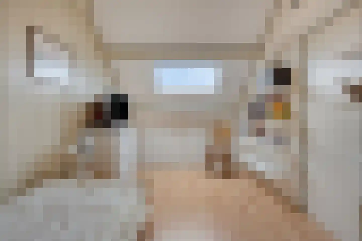 Ganzenbroek 23 Beers NB thumbnail 40