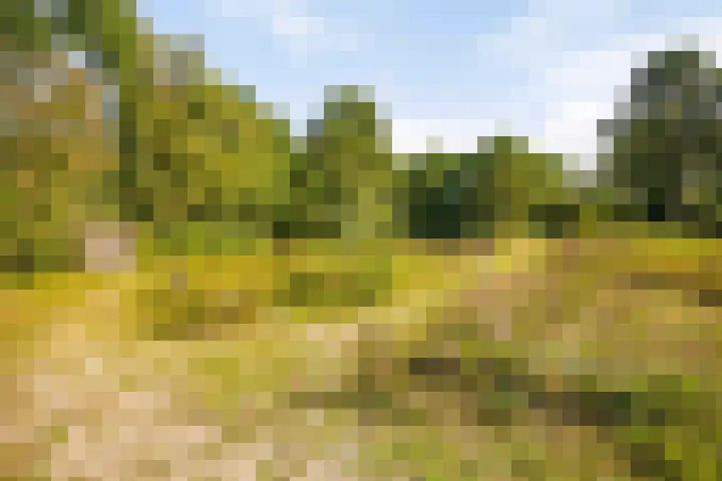 Ganzenhof 1 Made thumbnail 47
