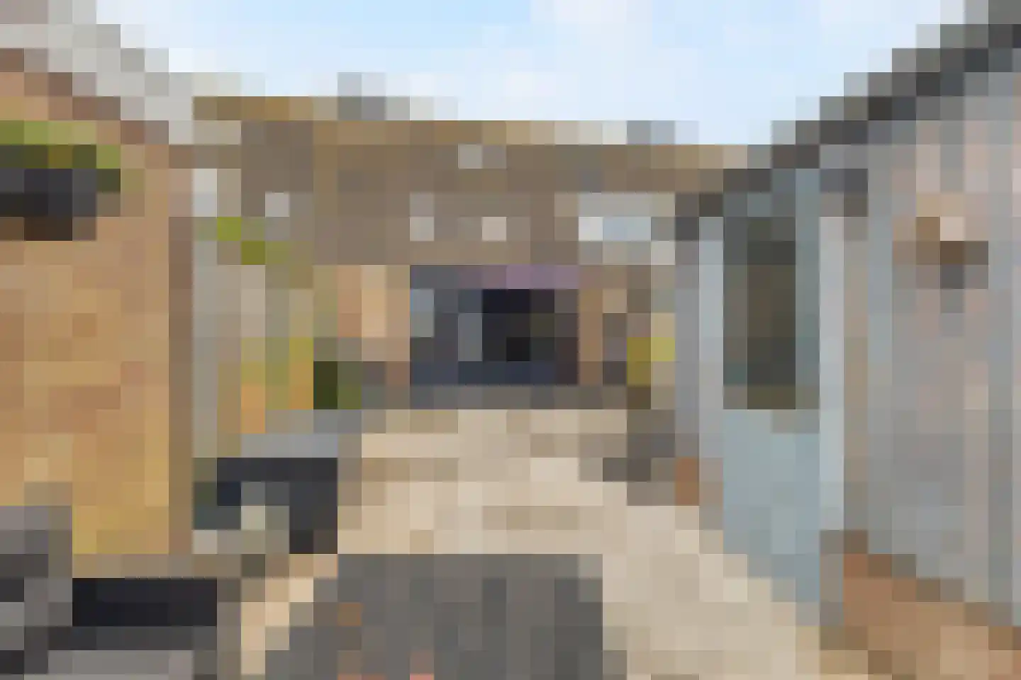 Ganzenpad 4 Groet thumbnail 37