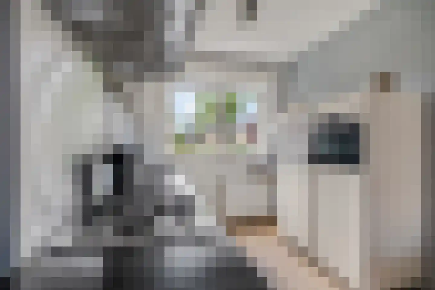 Ganzenvoet 15 Driel thumbnail 9