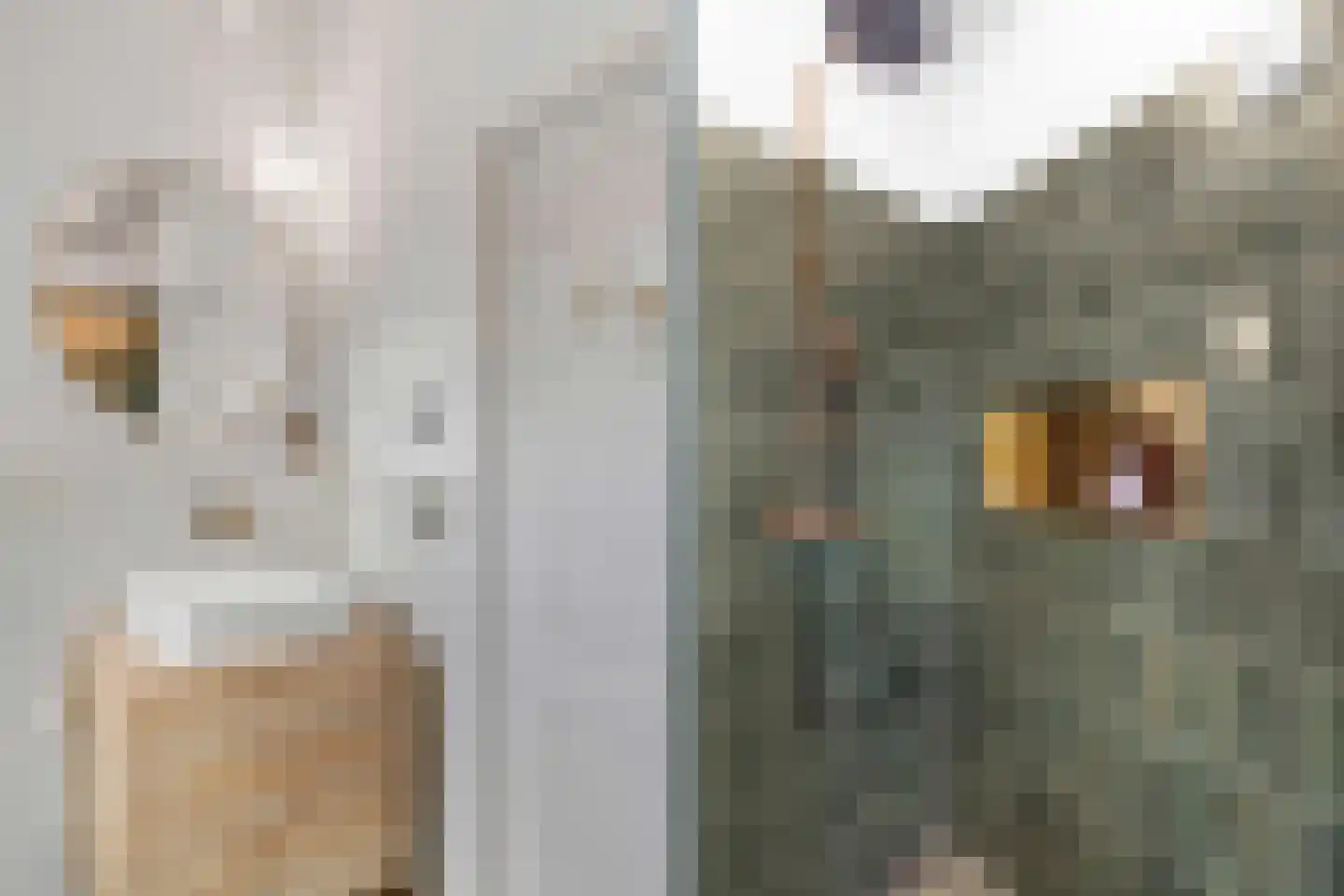 Ganzenwerfstraat 28 Zaandam thumbnail 38