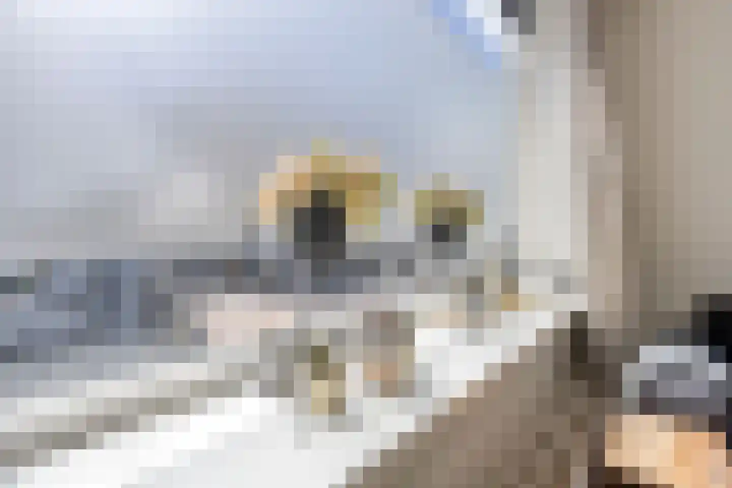 Ganzenwerfstraat 6 Zaandam thumbnail 10