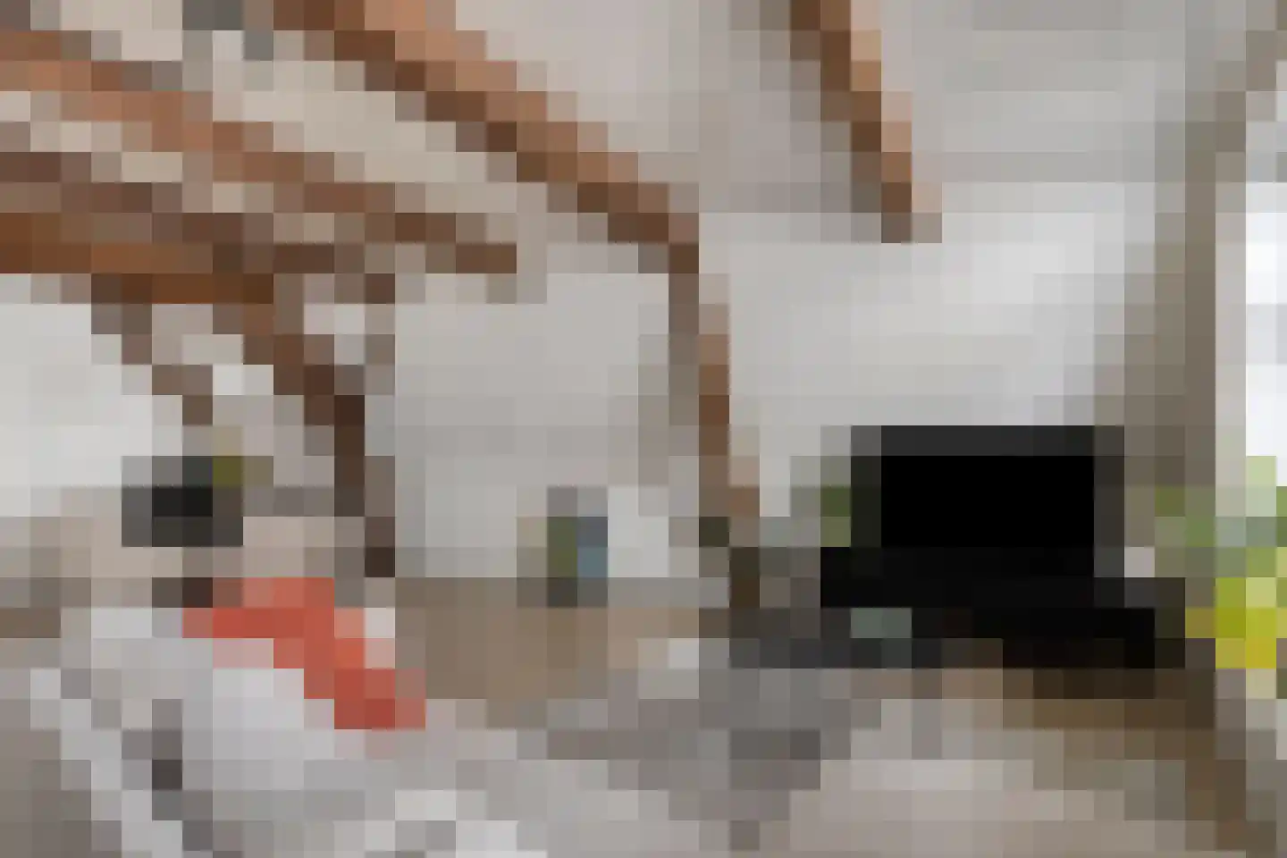 Ganzepoortstraat 9 A Goes thumbnail 18