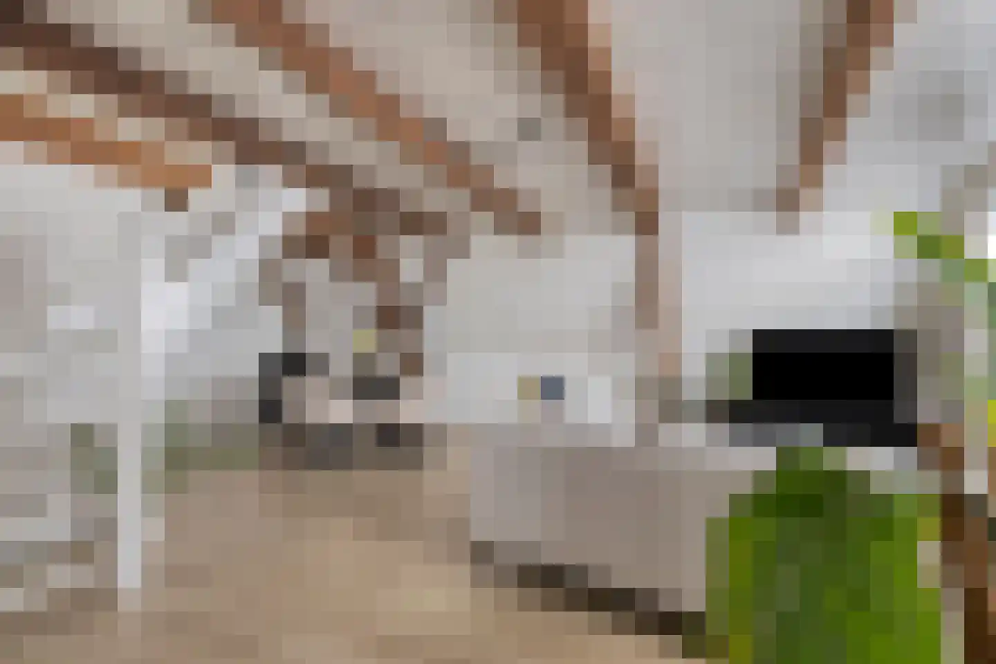 Ganzepoortstraat 9 A Goes thumbnail 19